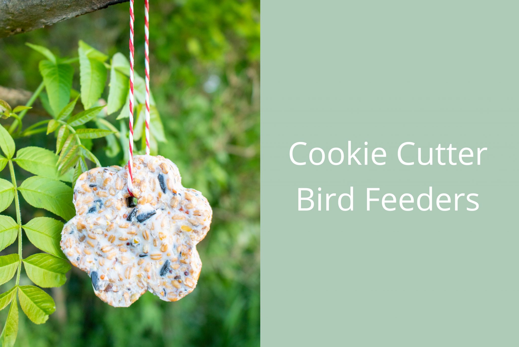 Lets Make Cookie Cutter Bird Feeders