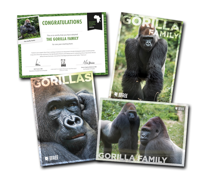 Born Free Adoption Pack - Gorilla