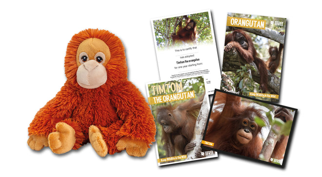 Born Free Adoption Pack - Orangutan