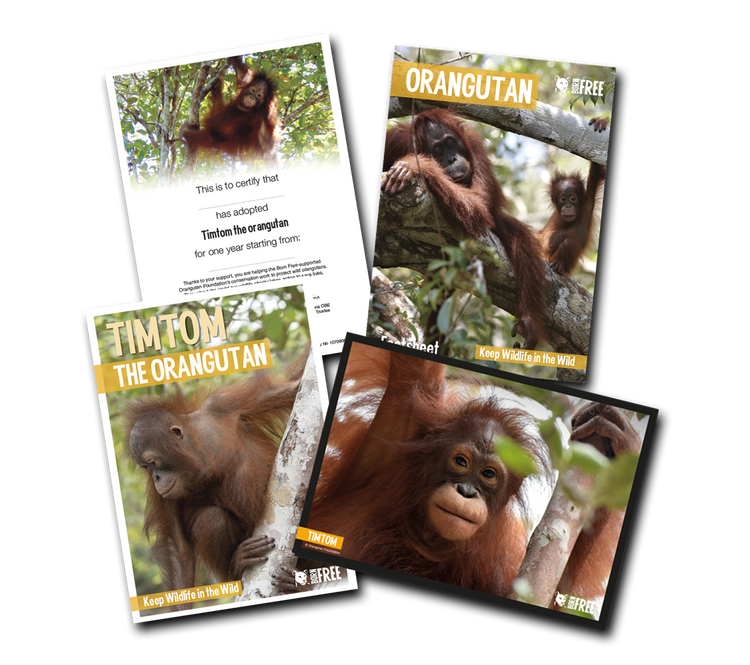 Born Free Adoption Pack - Orangutan